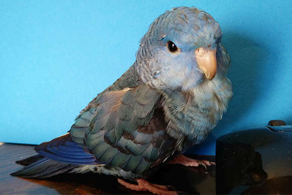 医療法人 瀬戸内りょうま医院　小鳥さざなみいんこ