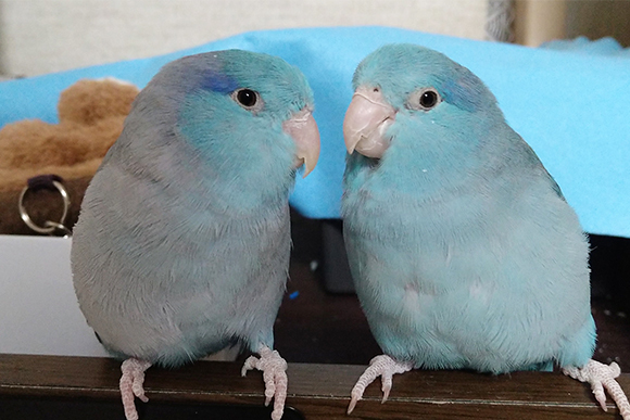 瀬戸内りょうま医院　小鳥マメルリハ